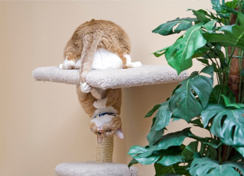 Cat sitting upside down on cat tower. 