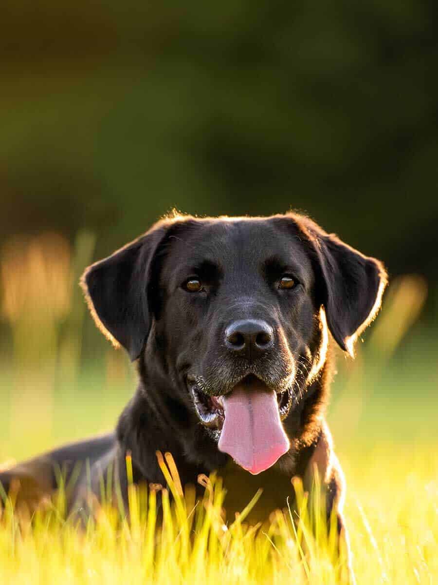 Smiling dog laying in a field